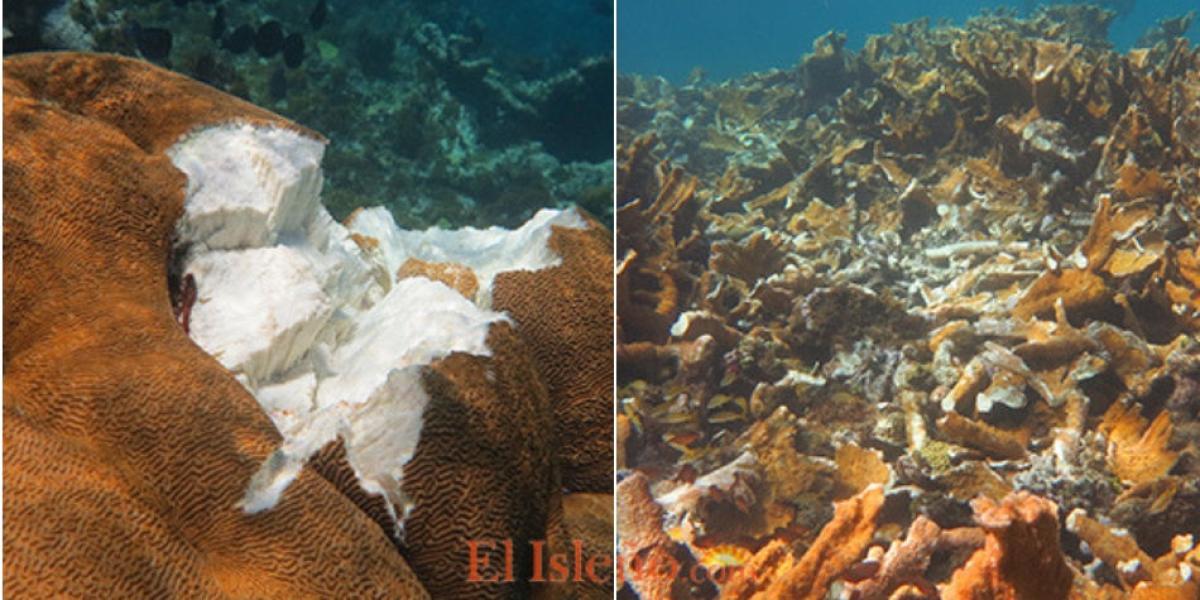 Cuatro meses completa el área protegida Little Reef sin el boyado para proteger a los corales de embarcaciones, las cuales arrasan la zona a su paso.