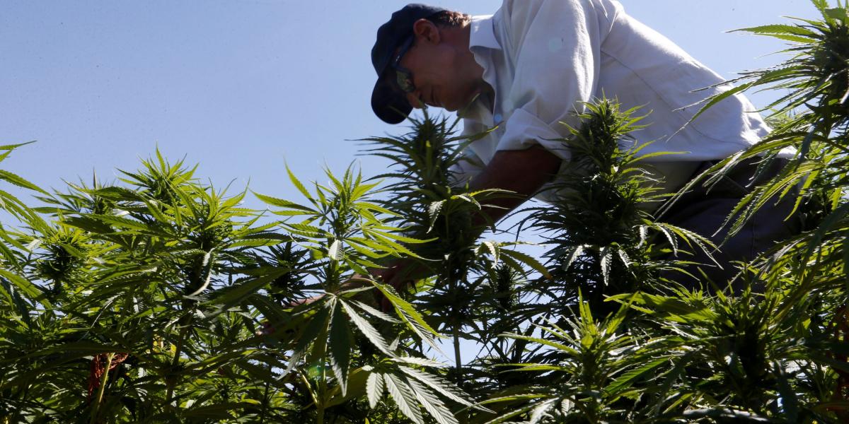 Un agricultor en un campo de cannabis medicinal, en Líbano, 13 de agosto de 2018.