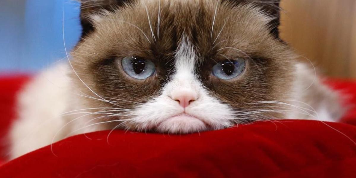 Fallece Grumpy Cat La Famosa Gata Enojada De Internet