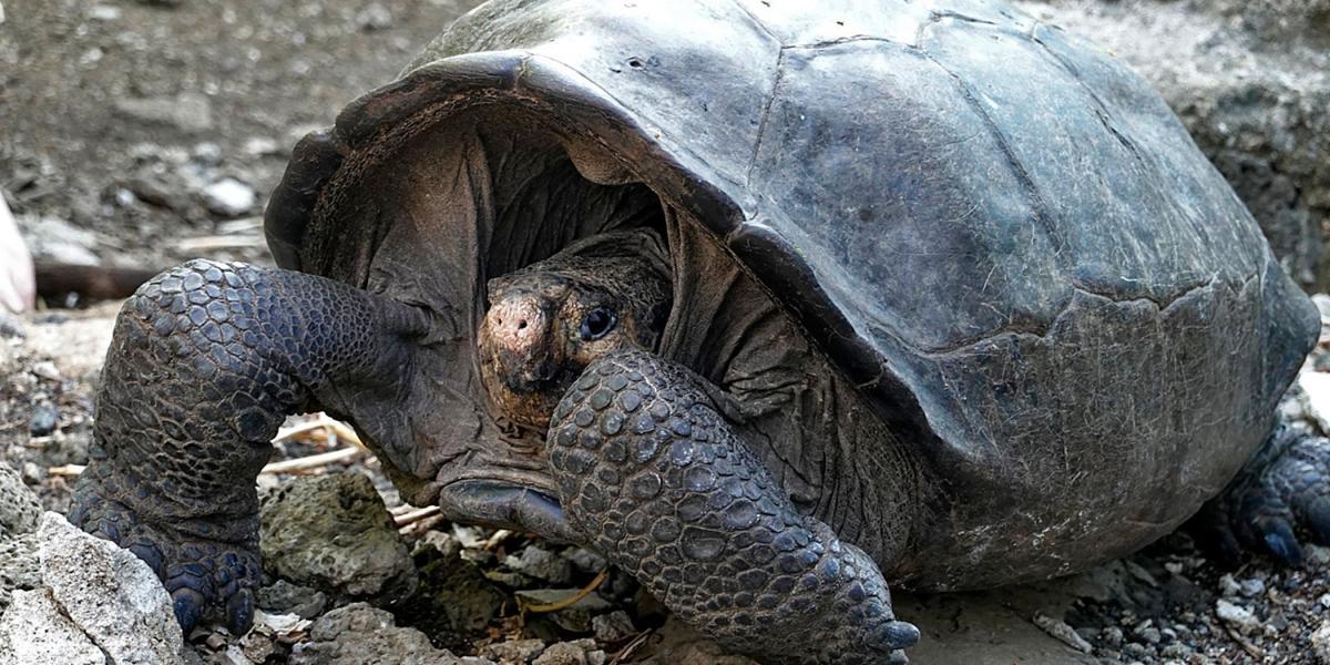 Esta tortuga hace parte de las 15 especies que se encuentran en la actualidad en la isla de Galápagos, en Ecuador.