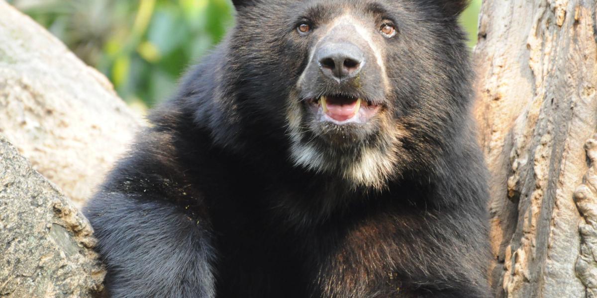 El oso andino y su hábitat son áreas que están priorizadas en la Cordillera Occidental de Colombia.