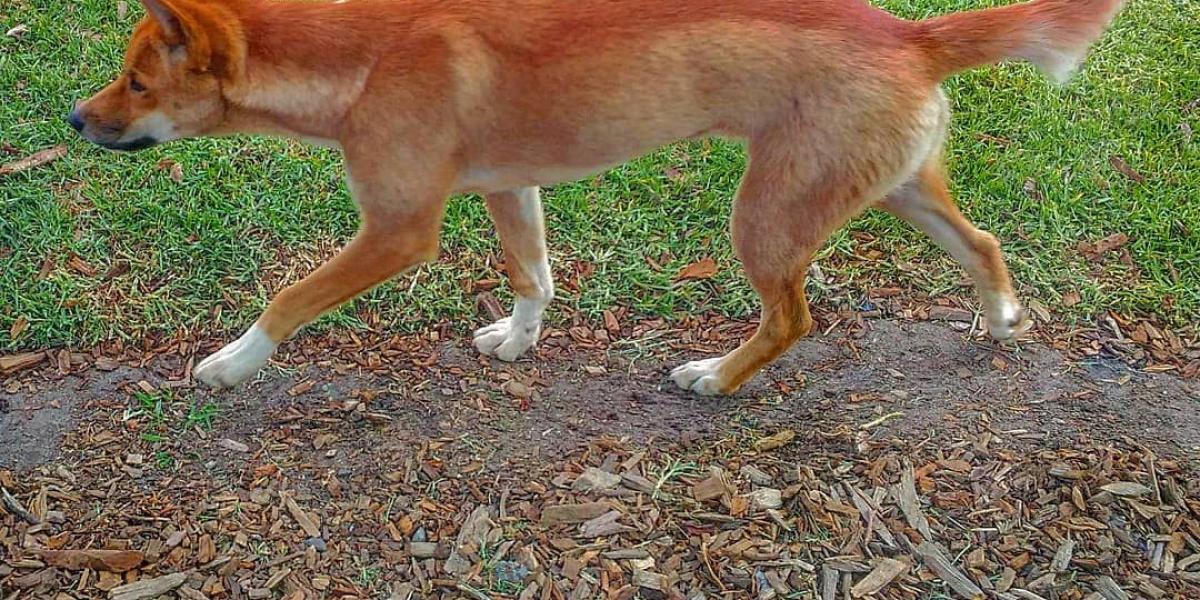 a que familia pertenece el dingo