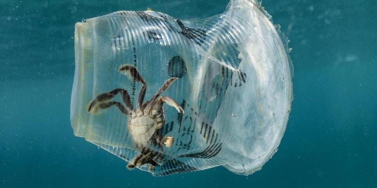 Luchar contra las millones de toneladas de plástico que llegan a los océanos, al igual que los microplásticos.