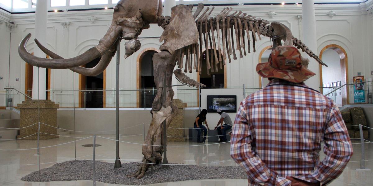 Los restos de un mamut, cuya reconstrucción se terminó recientemente, forma parte de una exposición itinerante en México.