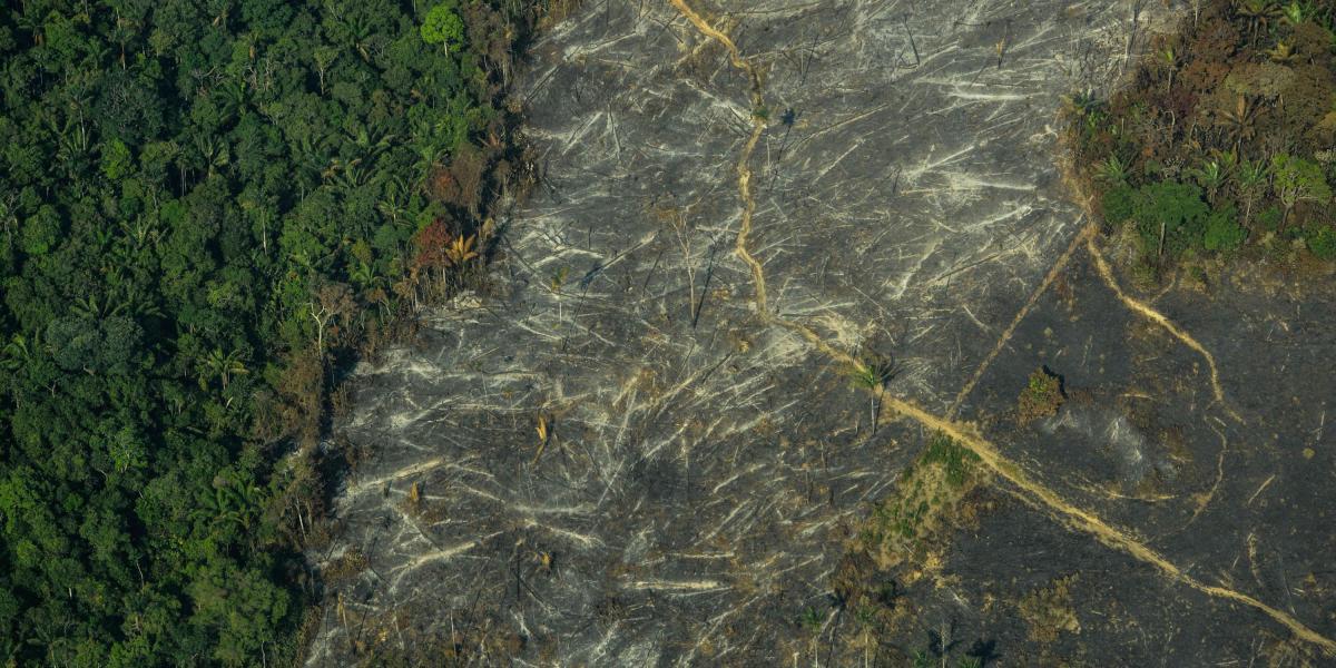 Según el último boletín de alertas tempranas, el 75 por ciento de la deforestación, durante el último trimestre, se concentró en la Amazonia.