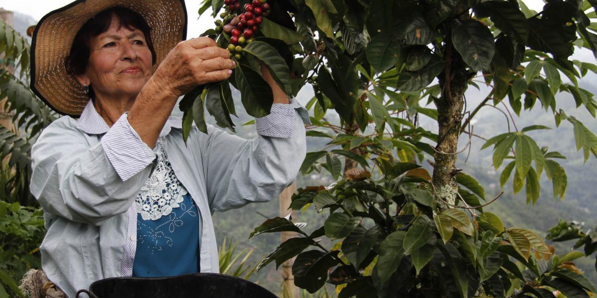 En el Valle se estiman 62.968 hectáreas sembradas de café,  16.768 de ellas, cultivadas por mujeres.