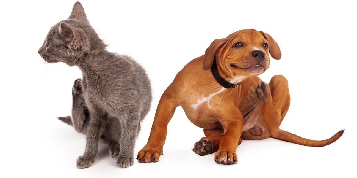 Controladas las pulgas en perros y gatos, es importantes para evitar enfermedades.