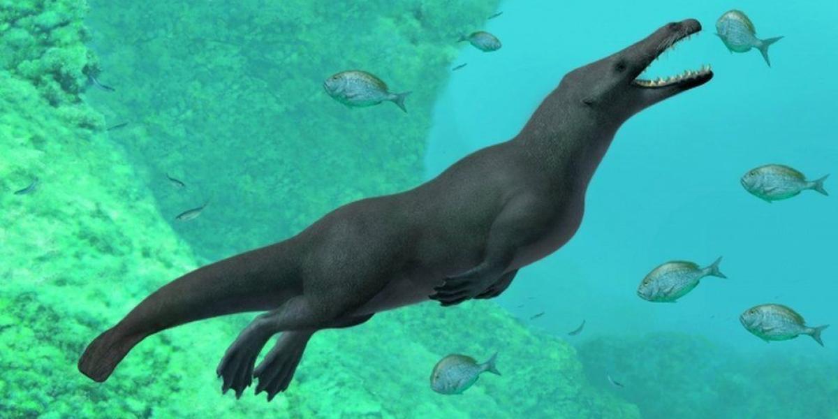 La recién descubierta ballena vivió hace aproximadamente 43 millones de años.