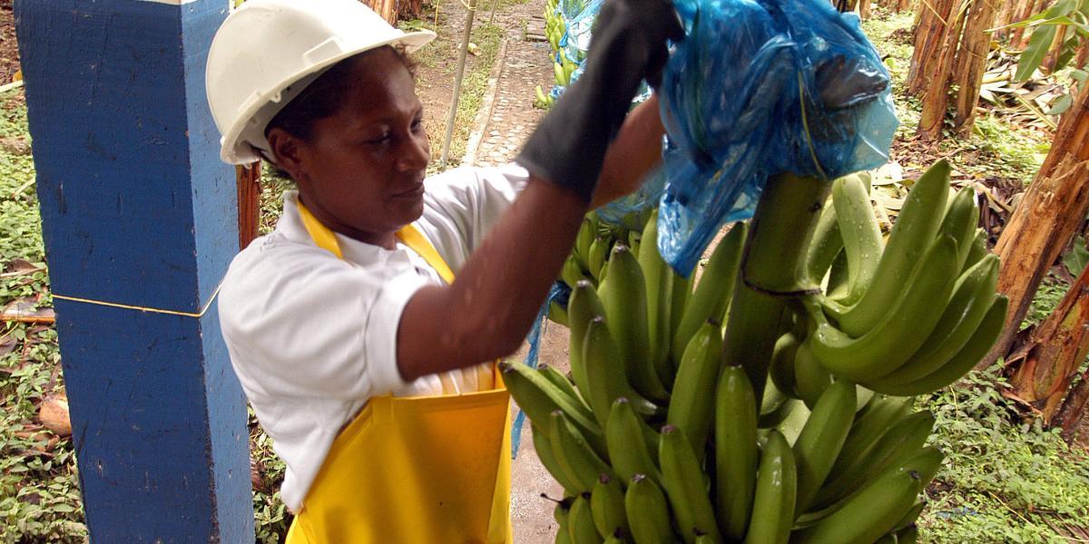 El banano es uno de los principales productos colombianos que se exporta a Gran Bretaña.