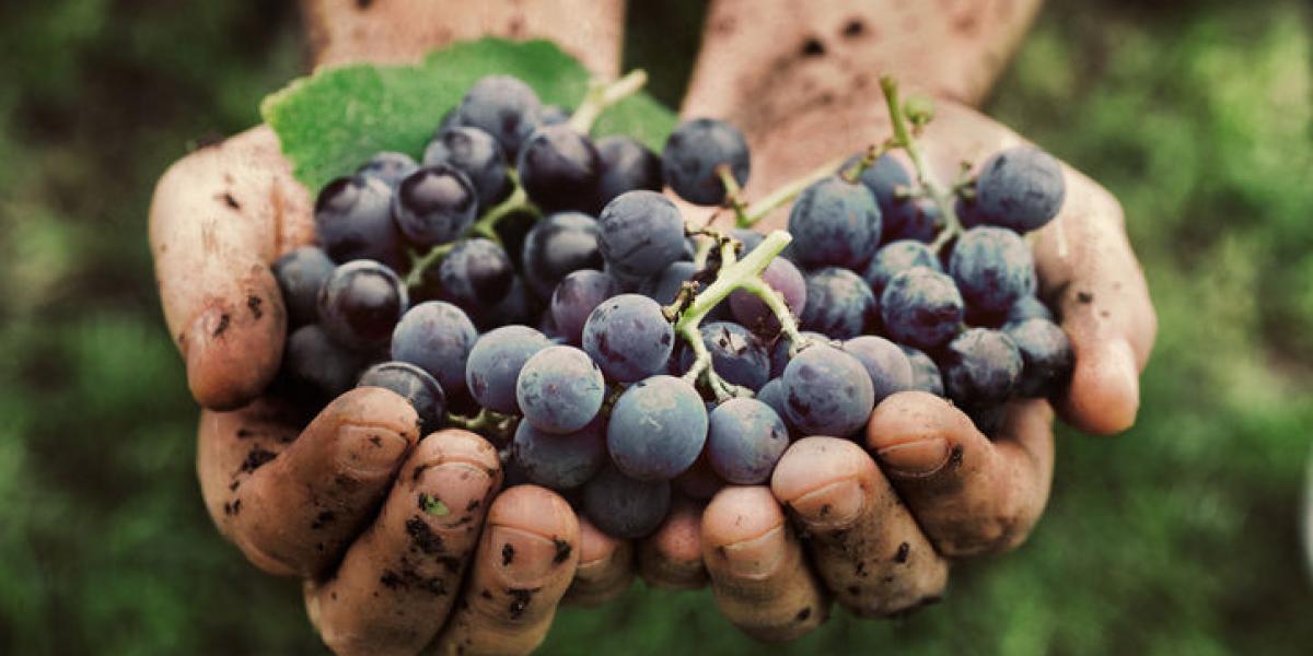 El principio común es hacer vinos con una agricultura que no envenene la tierra.