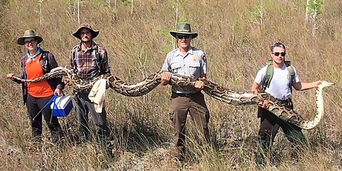 Las serpientes pitones son una gran amenaza para la fauna nativa de Florida.