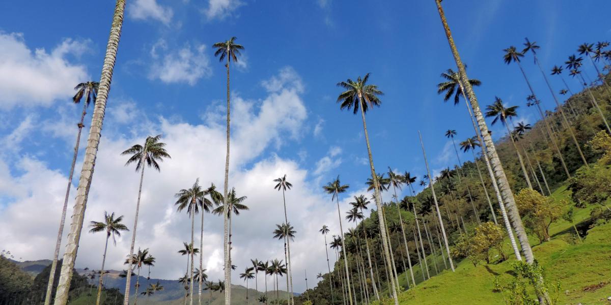 La Ley 061 de 1985 prohibió en el territorio colombiano el corte, transporte y comercialización de esta palma