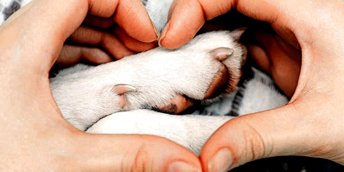 por qué las almohadillas de las patas de los perros se vuelven rosas