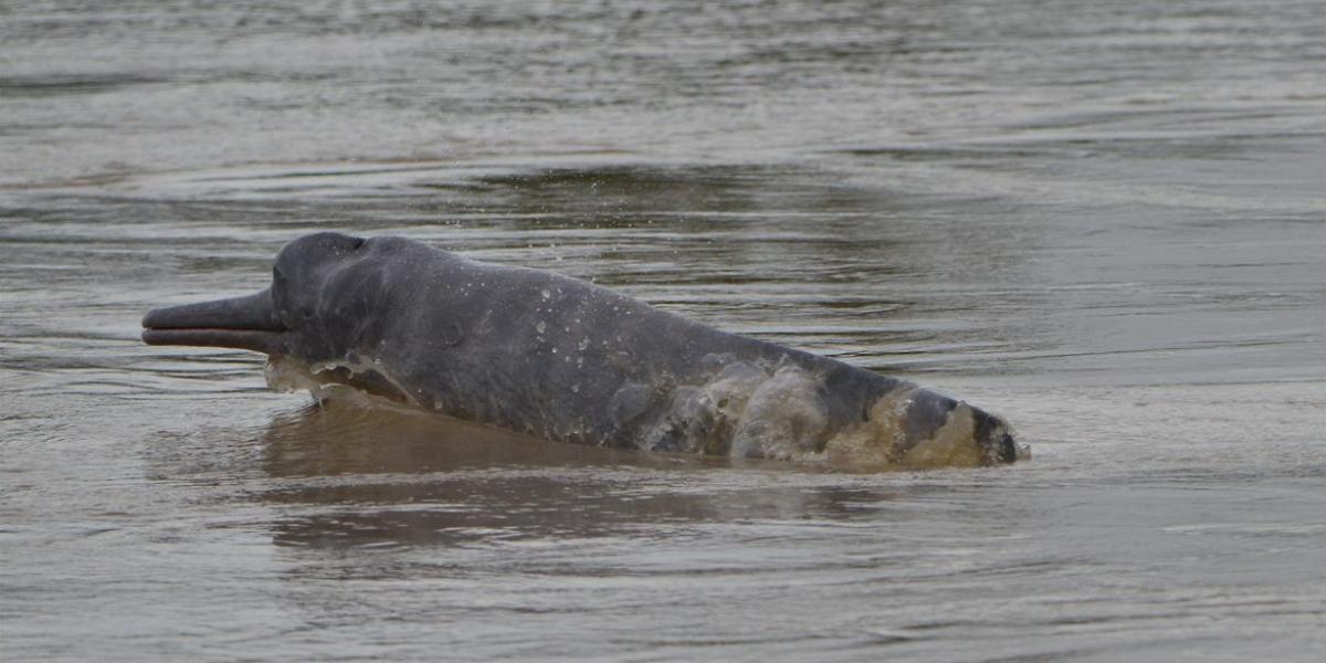 Uno de los 51 individuos avistados por la expedición científica por los ríos Guayabero, Guaviare y Ariari.