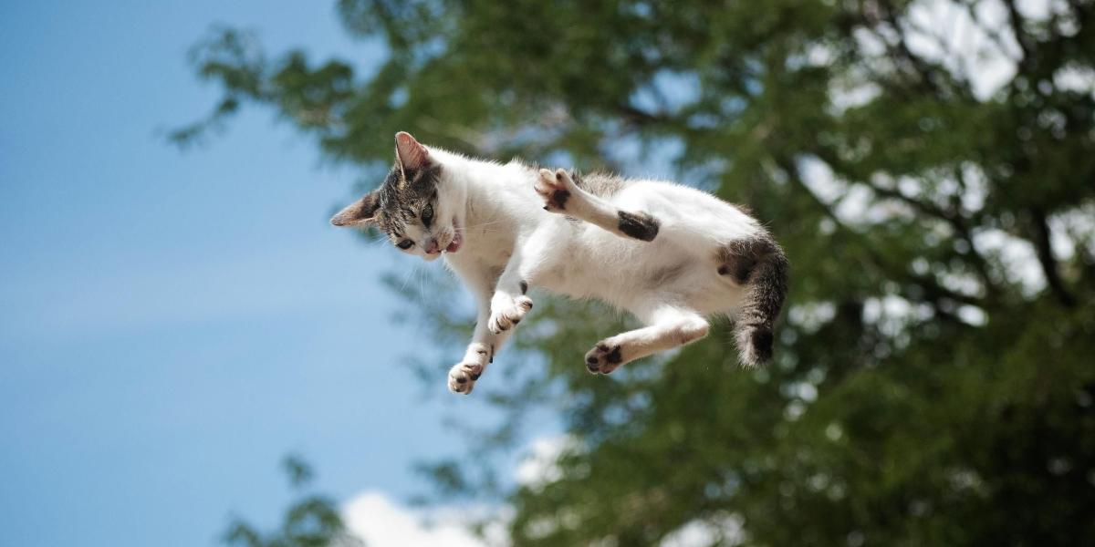 gato en el aire
gato en el aire
gato en el aire