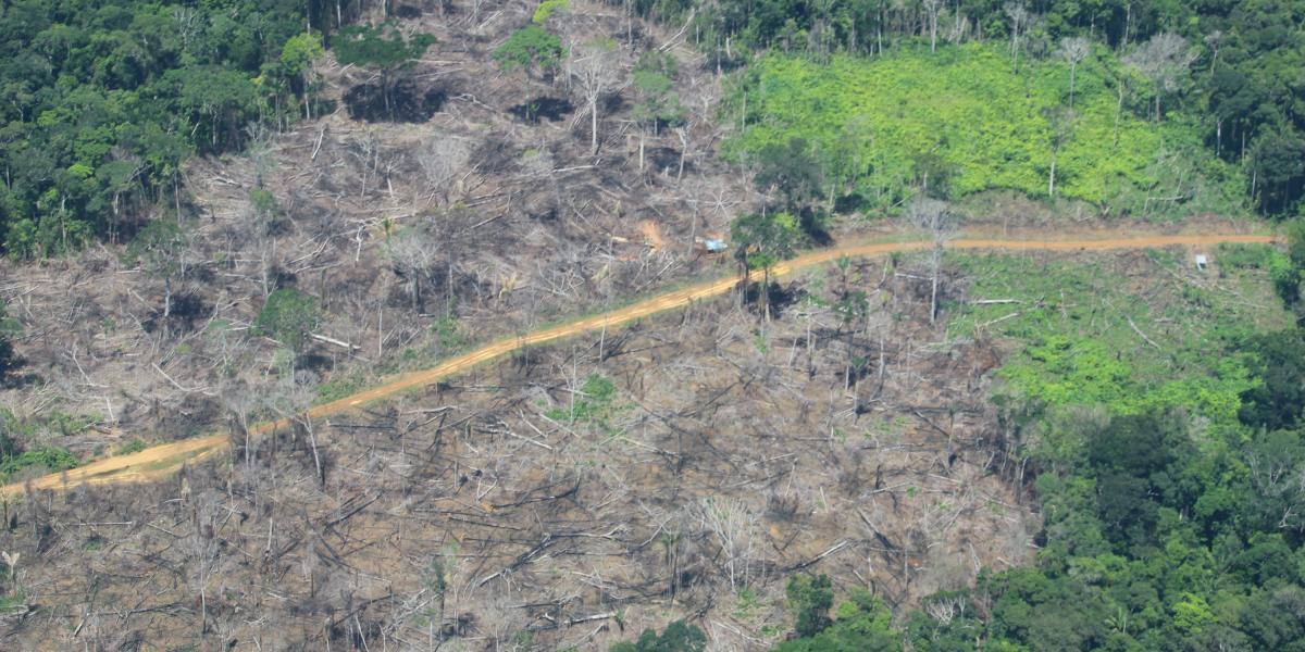 En 2017, según los últimos datos del Ideam, Guaviare perdió 38.221 hectáreas de bosque natural.