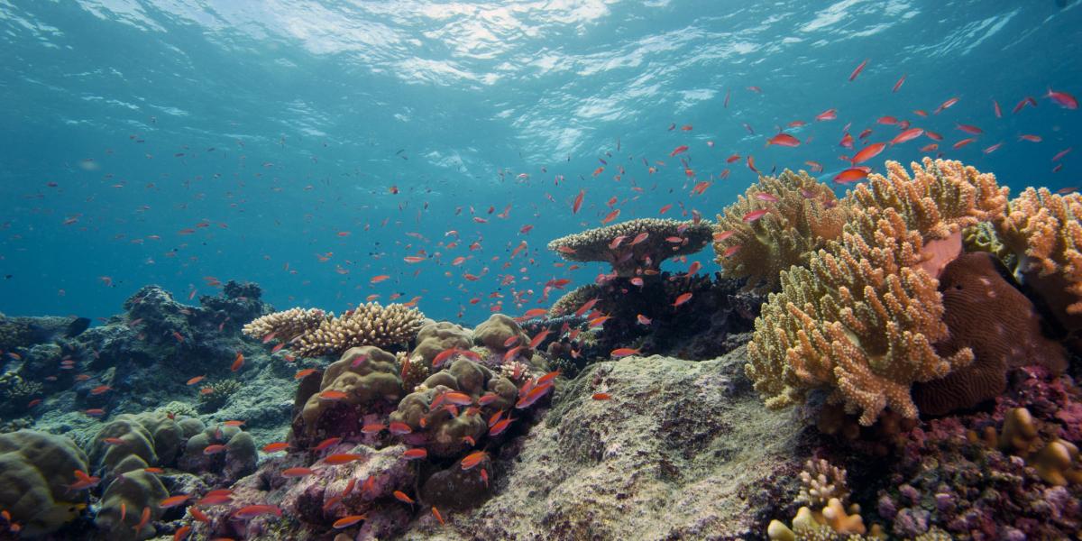Las barreras de coral y las ostras son algunos de los organismos más afectados con la acidificación de los océanos.