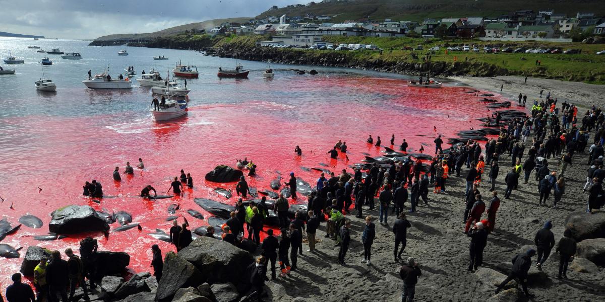 Caza de ballenas en las Islas Feroe.