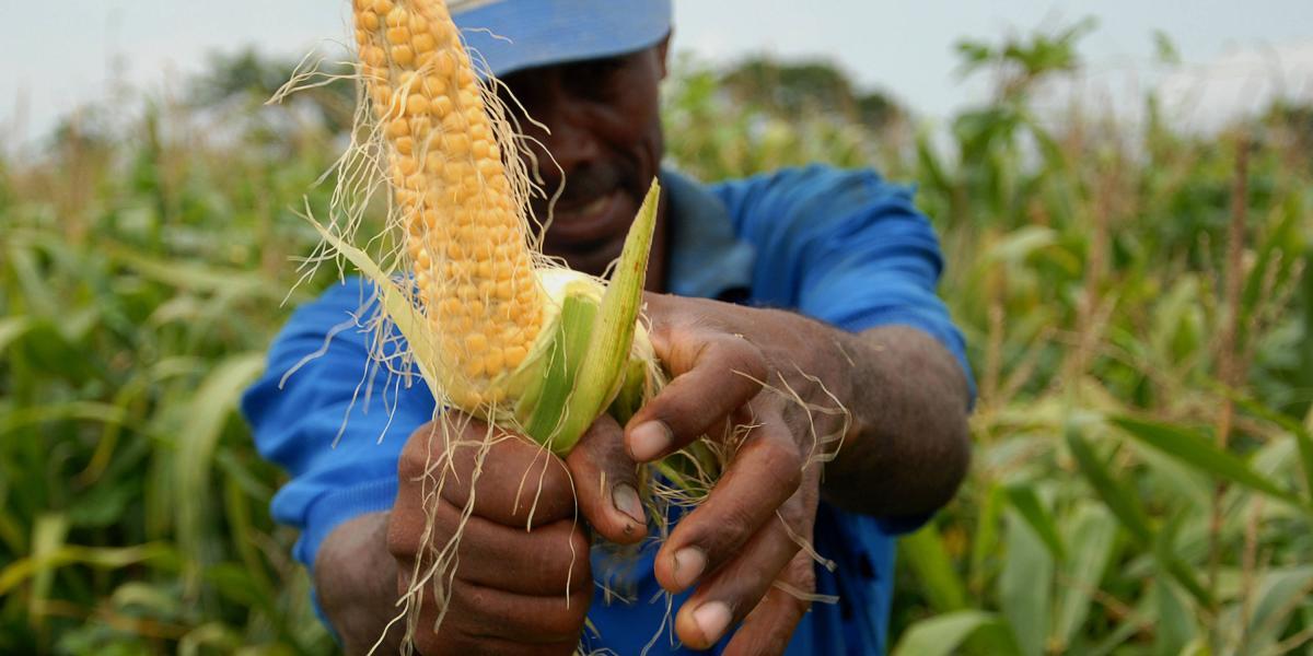 El cultivo de maíz cubre dos necesidades: de un lado, el sustento de los habitantes; y de otro, sirven de alimento a los animales.