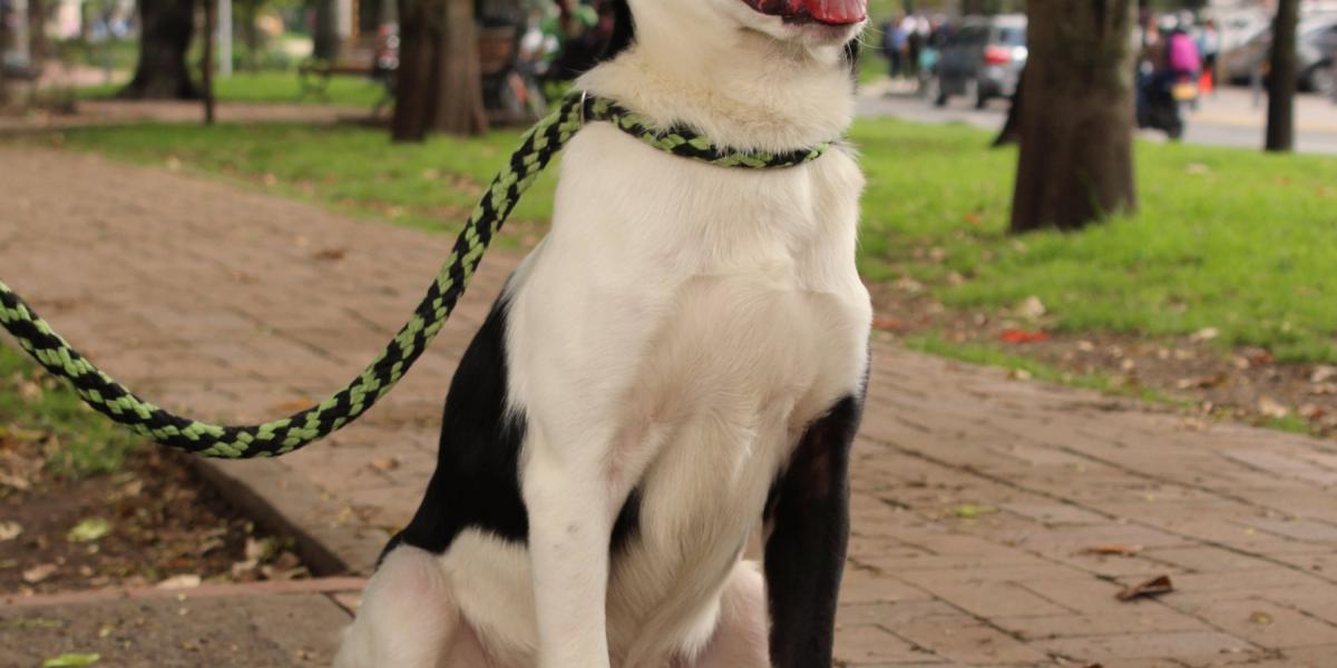 es un perro sentado sobre ti un signo de dominancia