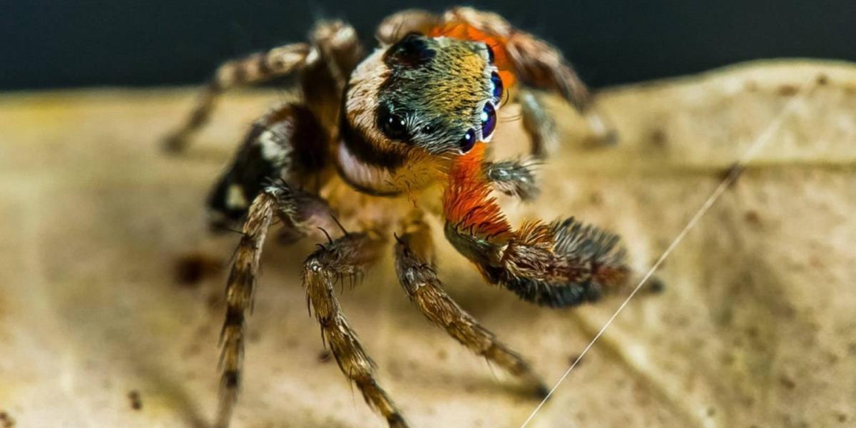 Fotografía cedida por Queensland Museum. Científicos australianos anunciaron hoy el descubrimiento de cinco nuevas especies de diminutas arañas saltarinas, que se caracterizan por sus colores vibrantes y sus danzas rituales "fascinantes", e incluso una de ellas lleva el nombre del Karl Lagerfeld.