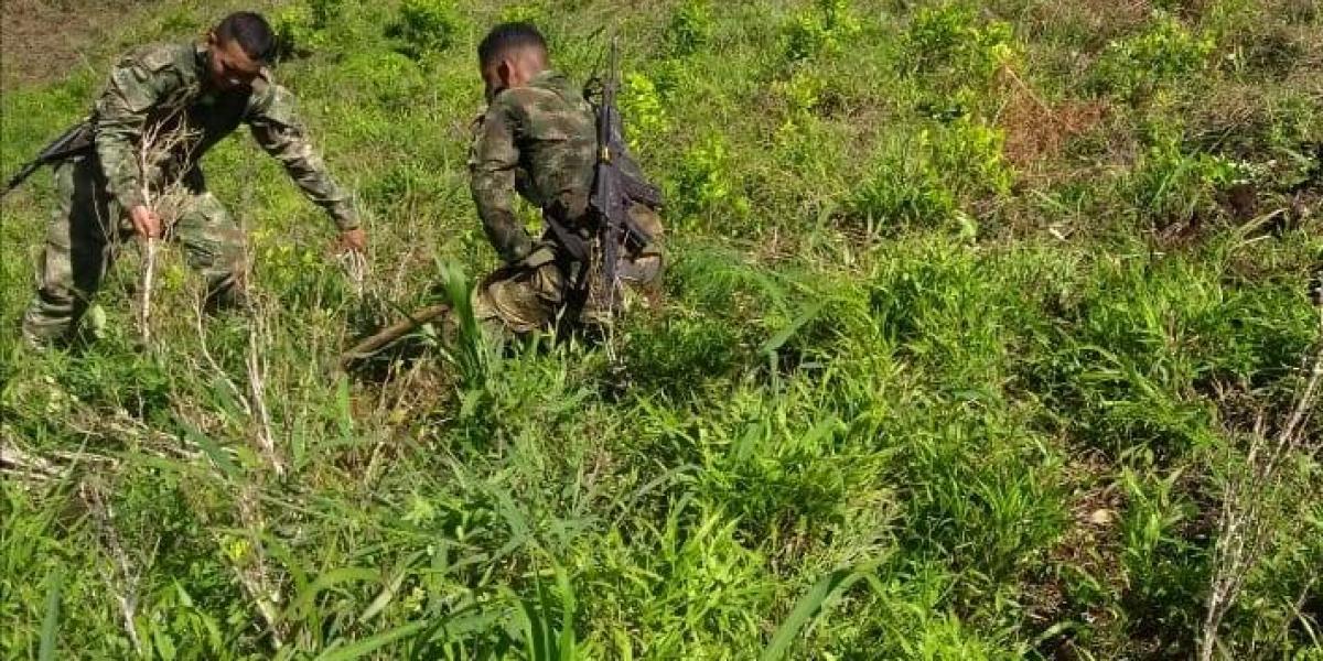 Dos soldados de la Cuarta Brigada erradican cultivos de coca en el municipio de Ituango.