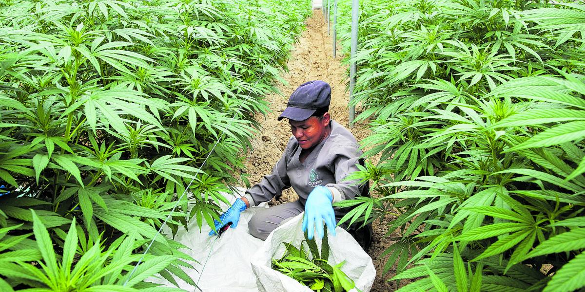 Plantación de cannabis con fines medicinales de la empresa Clever Leaves, que siembra la planta de forma industrial en una finca de Pesca (Boyacá). En la foto, algunos de los procesos del cultivo.