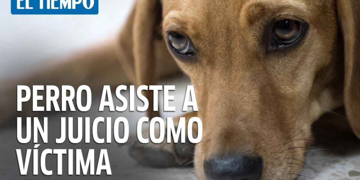 Por primera vez en América Latina un perro asiste a un juicio como víctima de maltrato