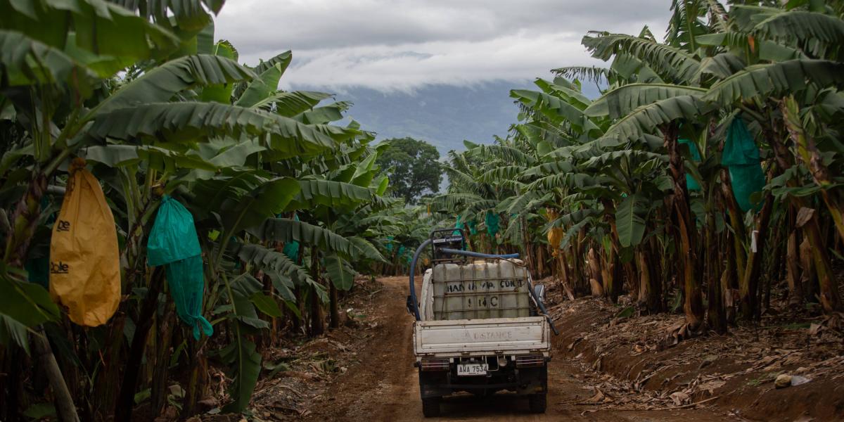 Una plantación de banano en Filipinas, el país más peligroso del mundo para los defensores del medioambiente.