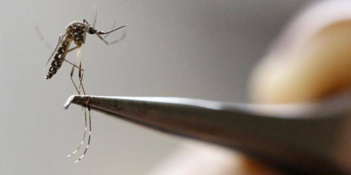 En Sucre, hay reporte de 40 casos de dengue grave y a la fecha hay una muerte registrada en el municipio de Sampués.