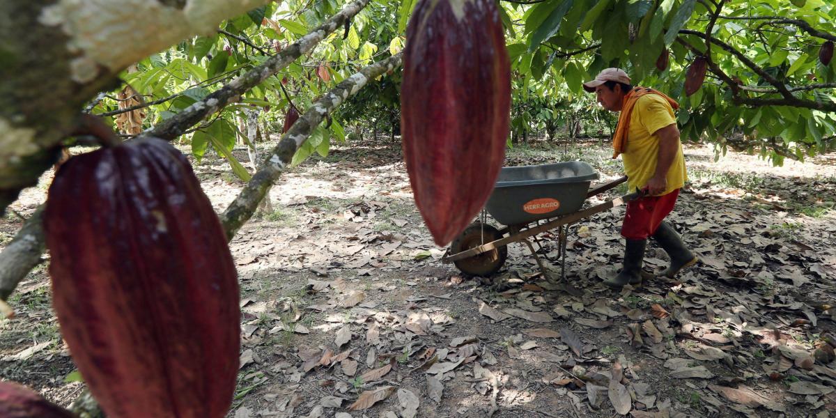 os cacaoteros tienen la disposición de renovar 70.000 hectáreas envejecidas.