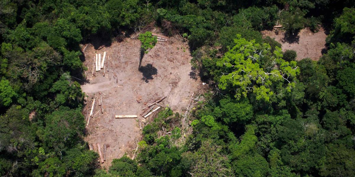 La ganadería ocupa más del 60 por ciento de las zonas deforestadas en Brasil, según cifras de Greenpeace.