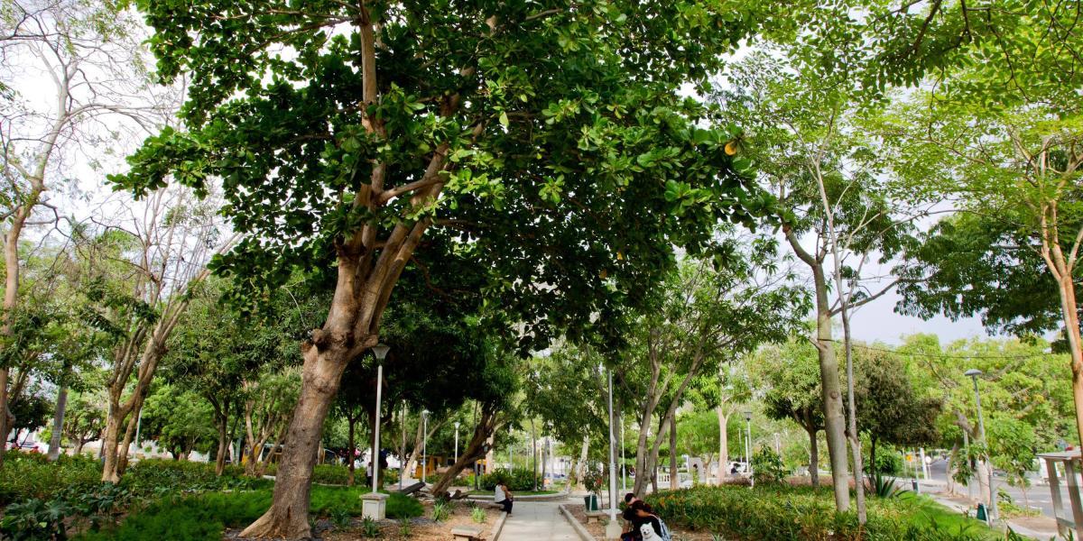 Barranquilla goza de buenos espacios públicos arborizados, y un programa distrital que avanza tiene la meta de sembrar más árboles.