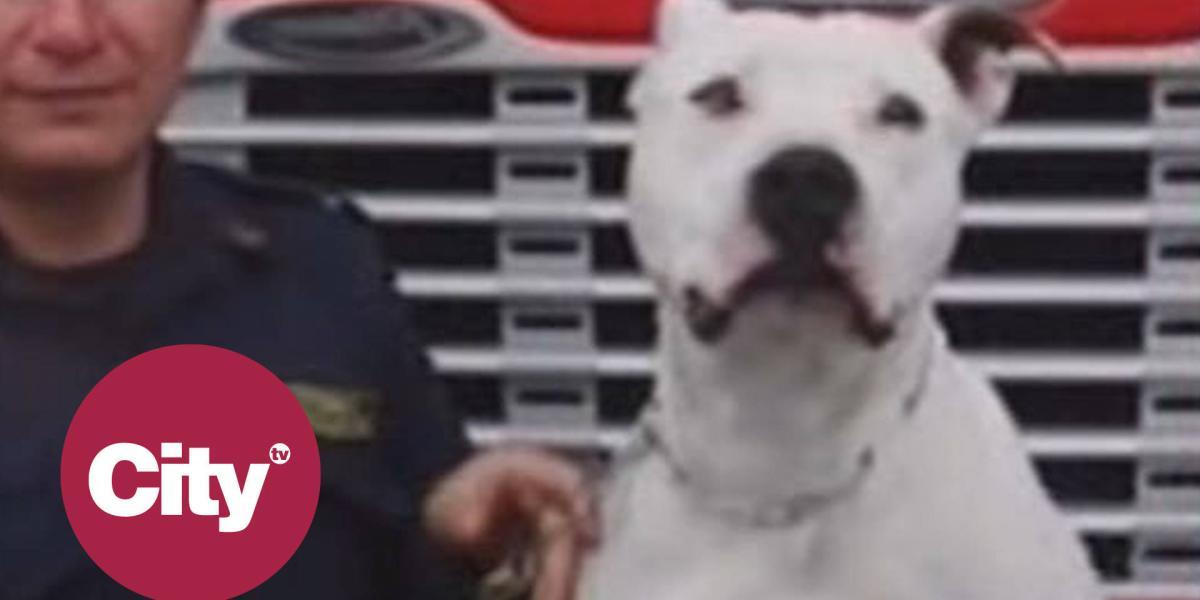 Homenaje a Max, el perro que fue salvado de morir y luego rescató vidas | Citytv