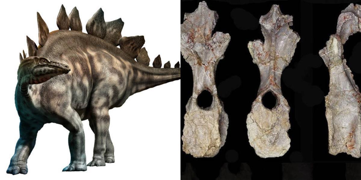 A la izquierda, estegosaurio; a la derecha, piezas halladas en Marruecos.