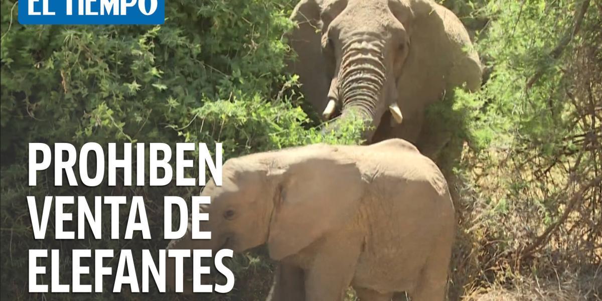 Venta de elefantes africanos a zoológicos queda 'prohibida'