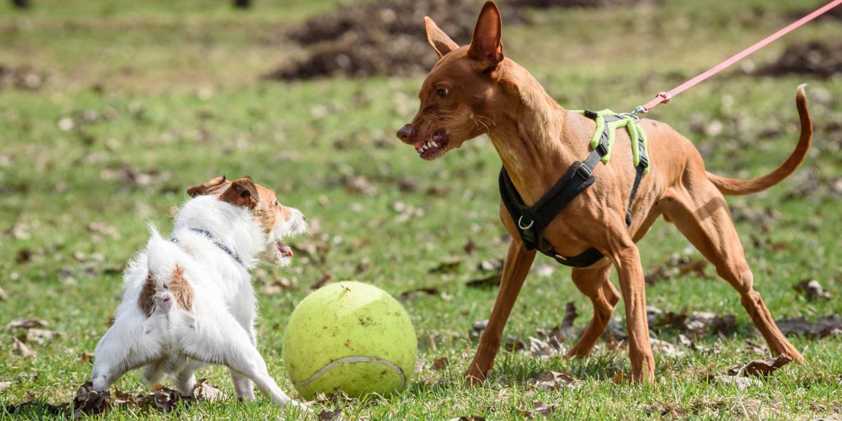 puedes usar un taser para detener una pelea de perros