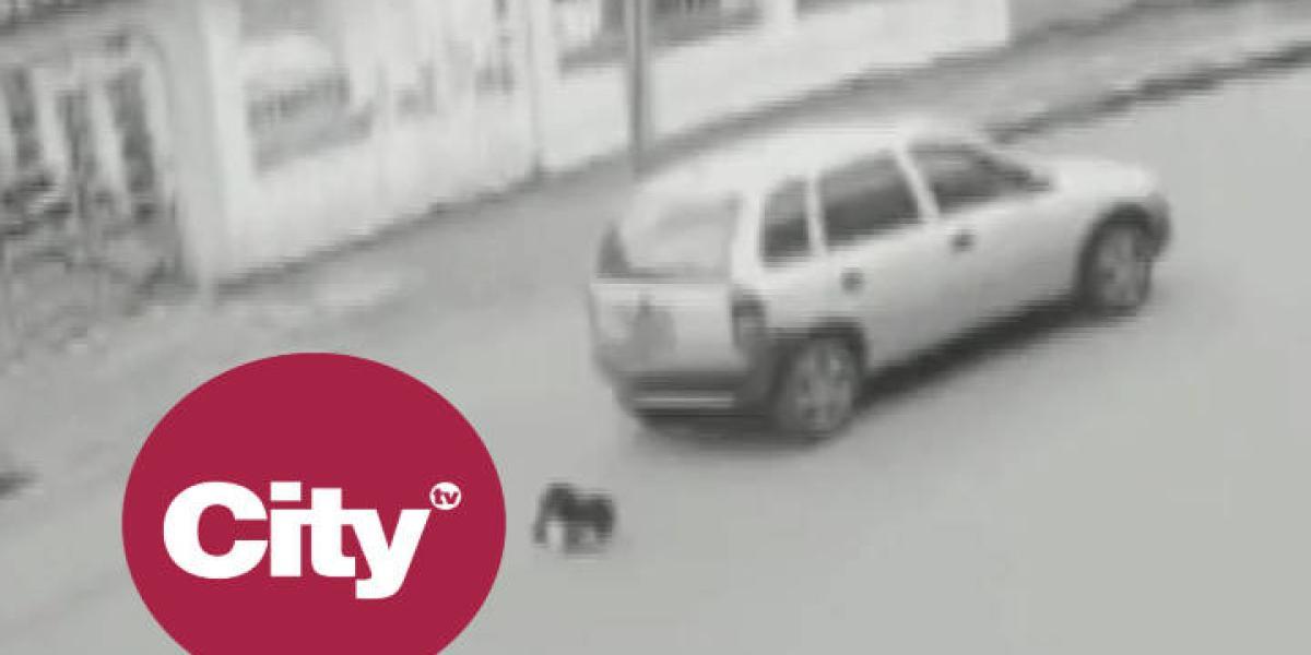 Indignación por conductor que atropella a perro y huye del lugar