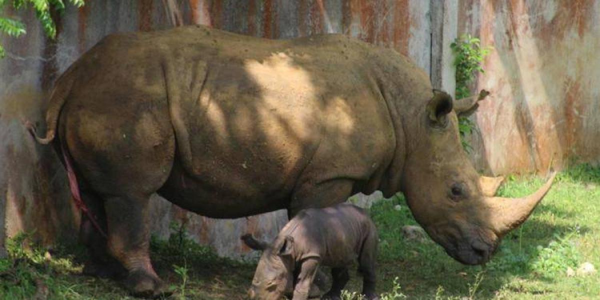 La nueva cría de rinoceronte blanco y su madre.