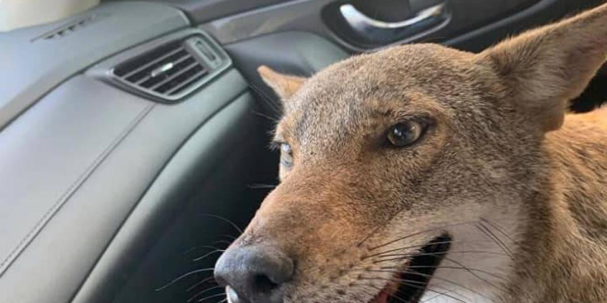 que hacer si ves un coyote con tu perro