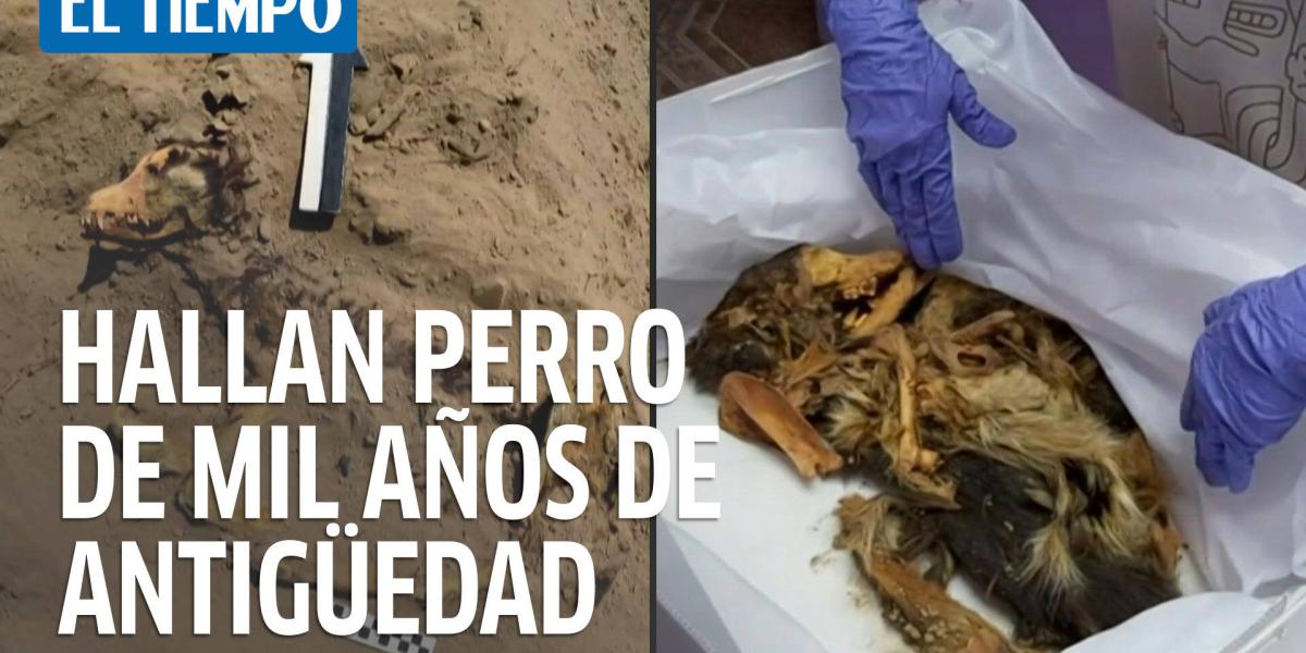 Hallan sepultado en Perú restos de un perro de hace más de mil años