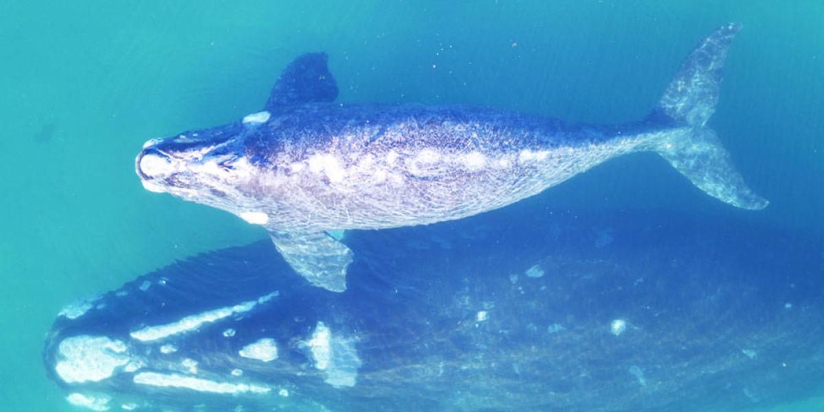 Los científicos registraron el peso de ballenas francas australes y sus crías en Península Valdés. (Imagen obtenida con los correspondientes permisos de investigación).