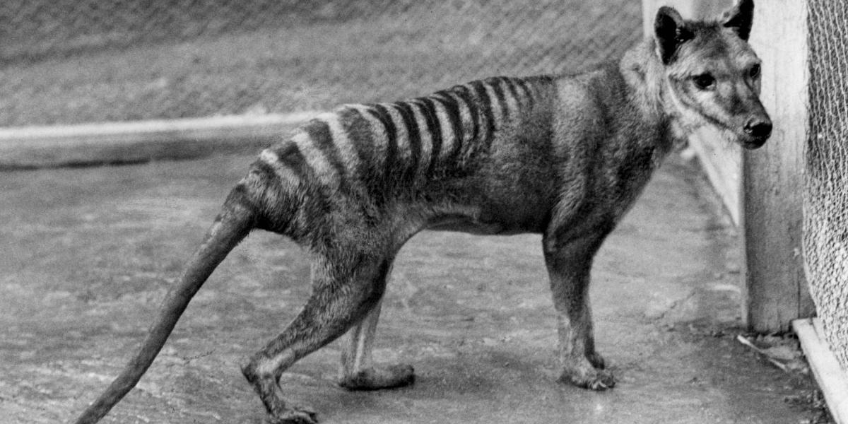 El tigre de Tasmania dejó de existir en 1936, pero esta nueva información abre alguna puerta de esperanza.