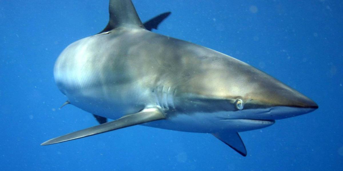 Carcharhinus falciformis es una de las especies disponibles para la pesca en el mar Caribe.