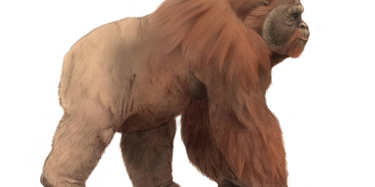 Se estima que el Gigantopiteco era un gran simio, de unos tres metros de alto y hasta 500 kilos.