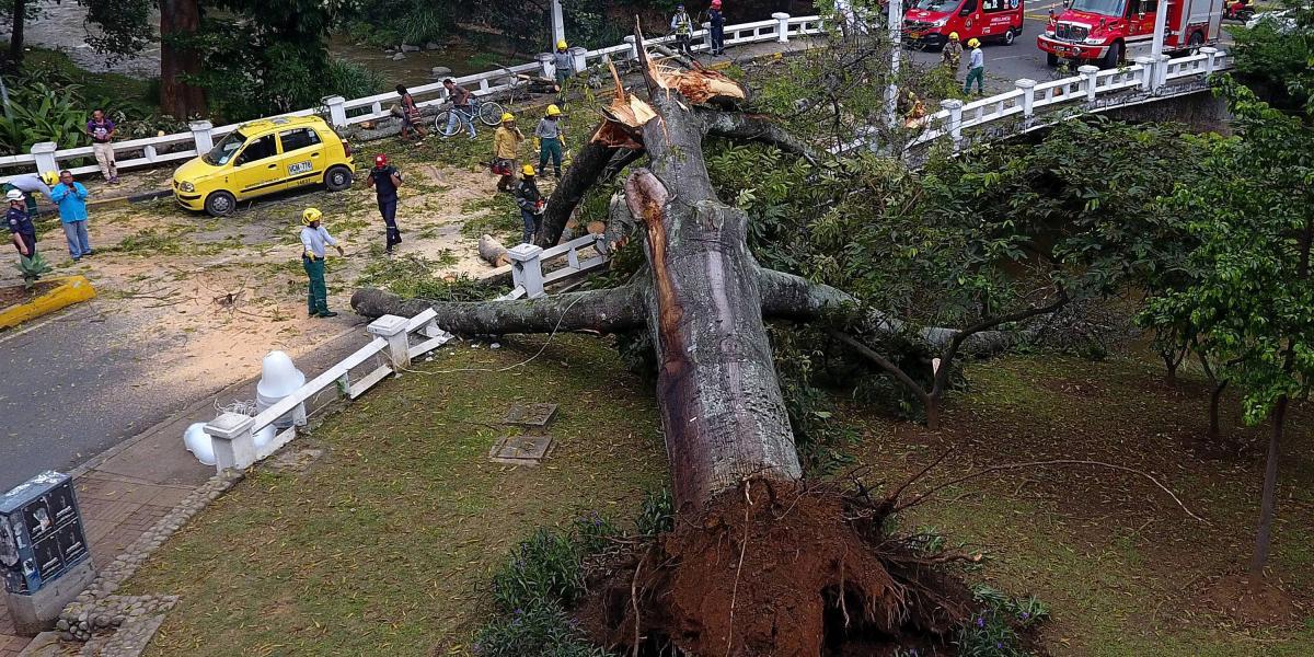 El árbol cayó en la calzada, cerca de Gato del Río. Construcción del puente habría herido sus raíces.