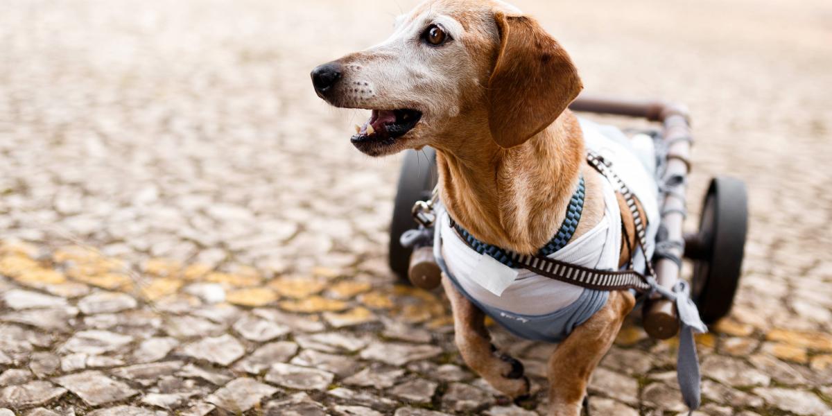 Nuestras mascotas con discapacidad nos manifiestan sus necesidades con miradas, movimientos y expresiones.
