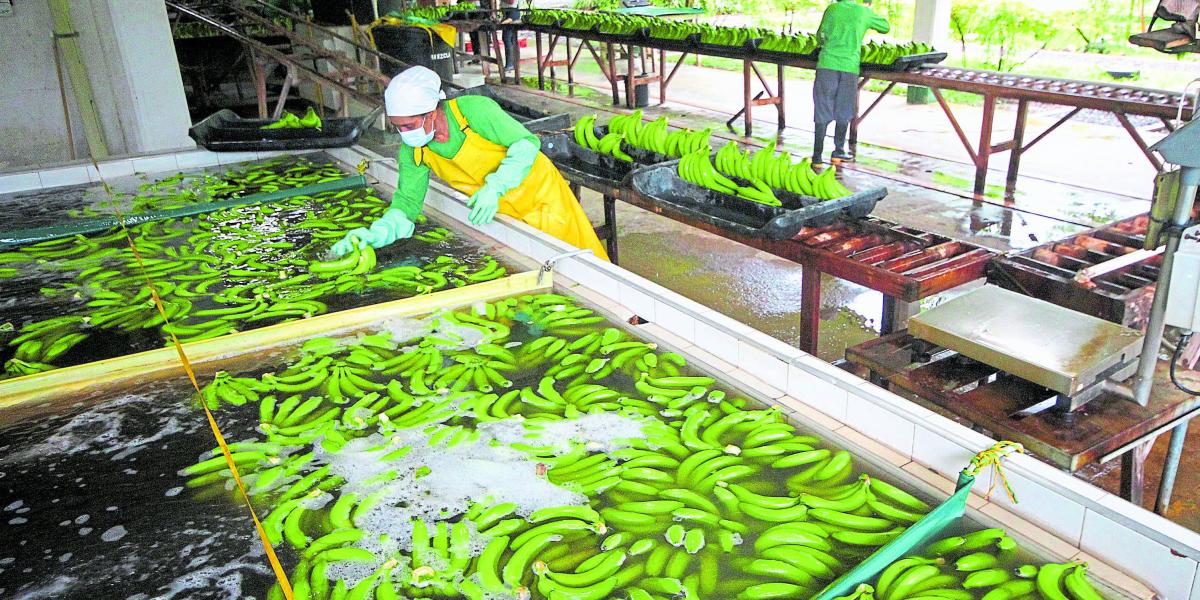 El 85 por ciento de la producción del banano de Urabá va al mercado internacional, el resto al mercado nacional.