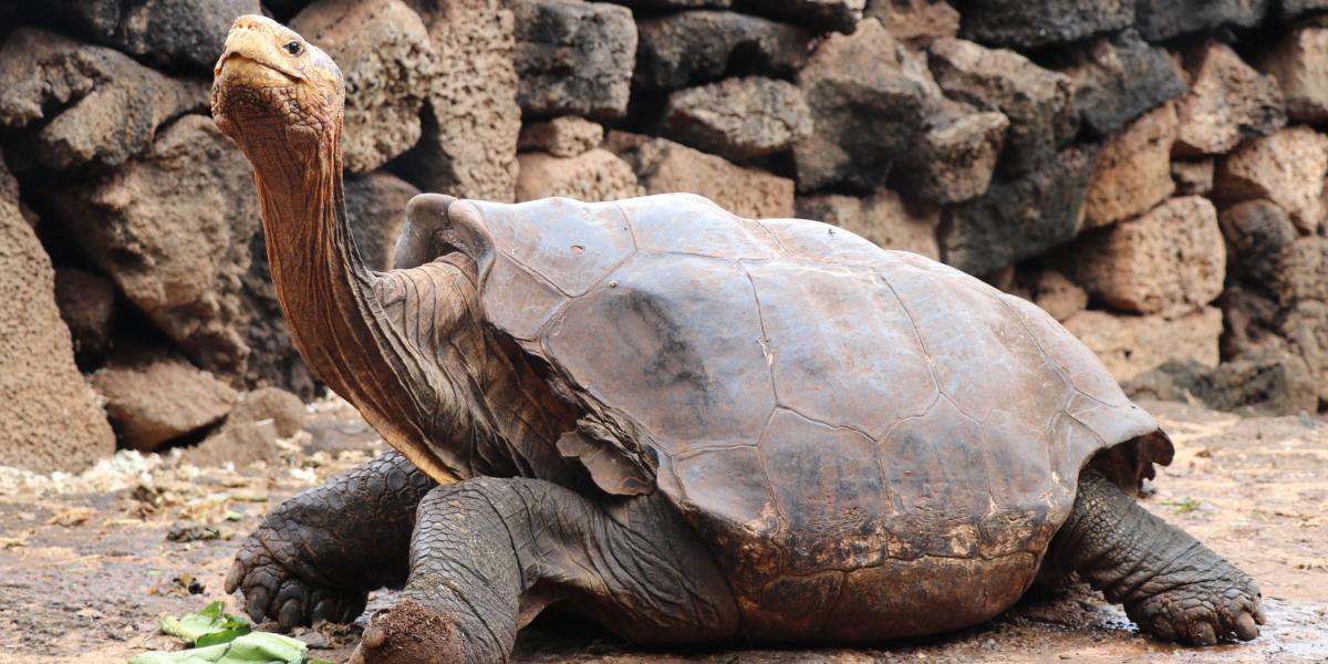 La tortuga Diego es el 'padre' de más del 40 % de las crías del programa de replobación.