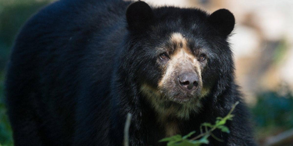 Hoy se celebra el 'Día Mundial para la Protección de Los Osos'